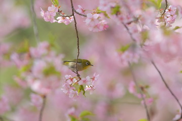 メジロ／河津桜i留まったメジロの枝留まり
