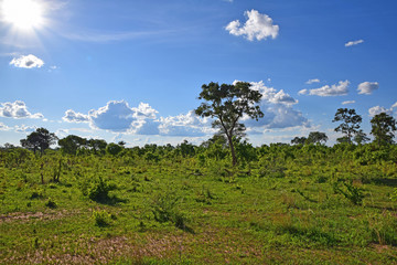 African Wildlife (Zambia) 