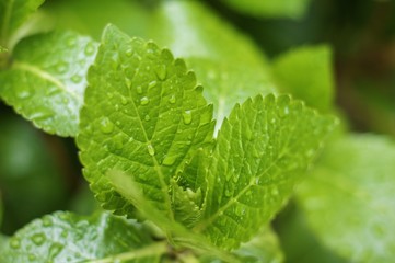 水滴のついた緑の葉