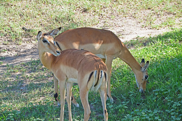 Africa Wildlife (Zambia) 