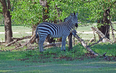 Africa Wildlife (Zambia) 
