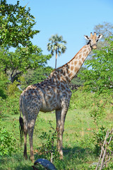 Africa Wildlife (Zambia) 