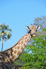 Africa Wildlife (Zambia) 