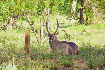 Africa Wildlife (Zambia) 