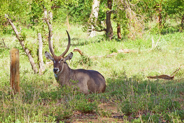 Africa Wildlife (Zambia) 