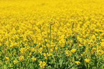 Obraz premium 菜の花