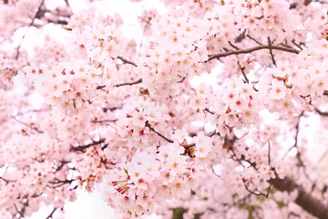 Möbelaufkleber 桜 © matubu