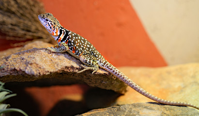 Halsbandleguan (  Crotaphytus collaris ) Männchen
