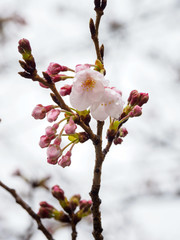 Cherry blossoms in Japan
