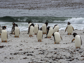 Gentoo penguin, Pygoscelis Papua, on the Sea Lion Island, Falkland / Malvinas