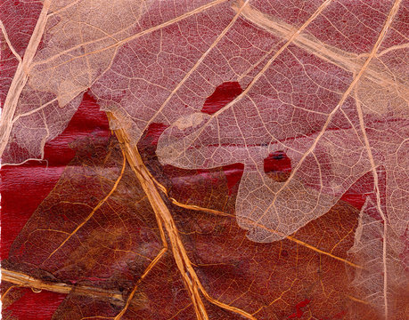 Transparent leaves on red background