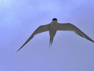 The South American tern, Sterna hirundinacea, is a species of tern found in coastal regions of southern South America, Sea lion Island,  Falklan- Malvinas,