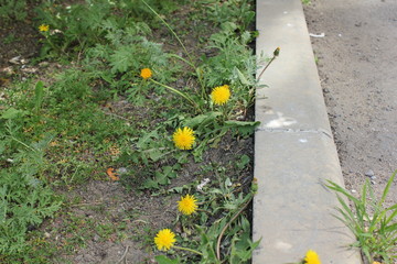 Dandelion flower at the curb in spring 19786
