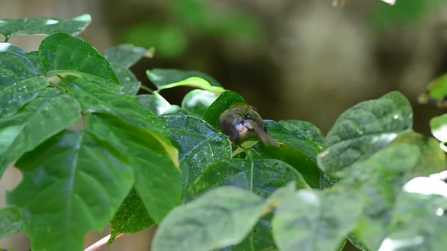 Bathing and Spa on green leafs.
Tiny cute bird,Common tailorbird (Orthotomus sutorius) playing with water on leafs in summer.
