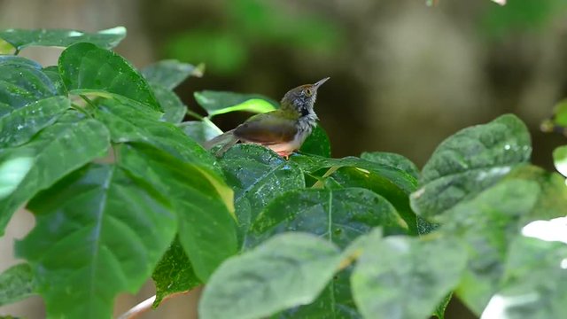 Bathing and Spa on green leafs.
Tiny cute bird,Common tailorbird (Orthotomus sutorius) playing with water on leafs in summer.
