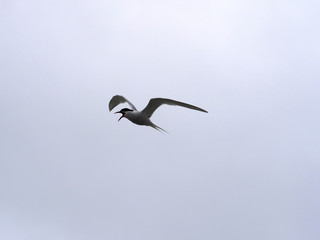 The South American tern, Sterna hirundinacea, is a species of tern found in coastal regions of southern South America, Sea lion Island,  Falklan- Malvinas,
