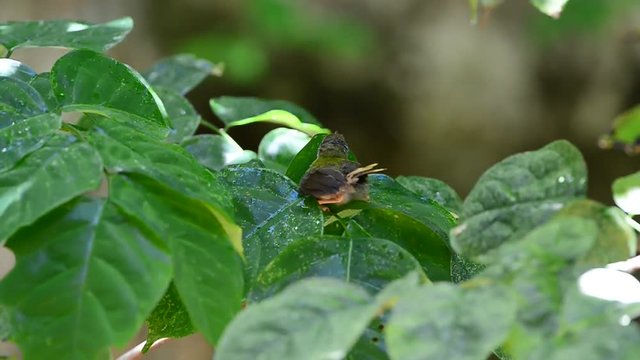 Bathing and Spa on green leafs.
Tiny cute bird,Common tailorbird (Orthotomus sutorius) playing with water on leafs in summer.
