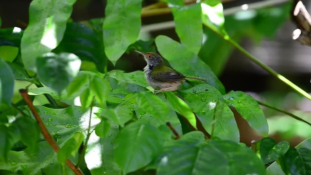 Bathing and Spa on green leafs.
Tiny cute bird,Common tailorbird (Orthotomus sutorius) playing with water on leafs in summer.
