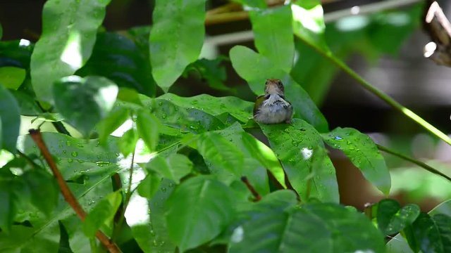 Bathing and Spa on green leafs.
Tiny cute bird,Common tailorbird (Orthotomus sutorius) playing with water on leafs in summer.
