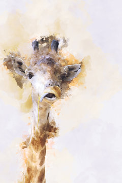 Watercolor portrait image of giraffe with tongue sticking out, digital illustration