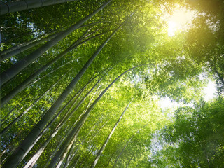 Abstract blur and soft of green bamboo forest in Arashiyama, Kyoto