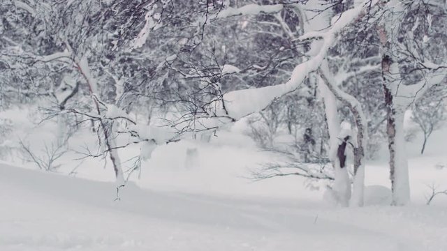 Snowboard Downhill Through Trees in Backcountry Powder Winter Conditions