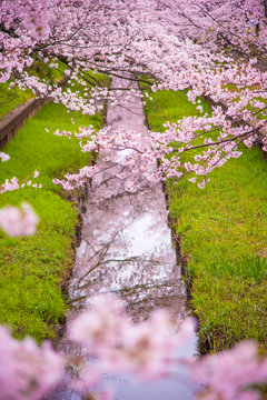 小川沿いに咲く、満開の桜
