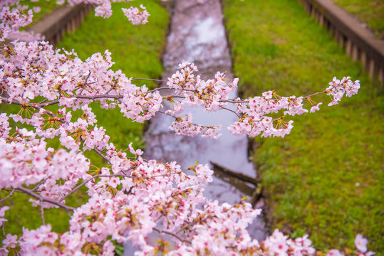 小川沿いに咲く、満開の桜