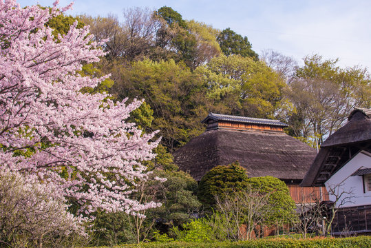 古民家の庭に咲く満開の桜