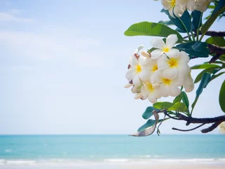 Door stickers Frangipani white plumeria flower branch on the beach the summer background