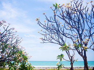 Plumeria tree branch on beach and sea and beach in Huahin Thailand