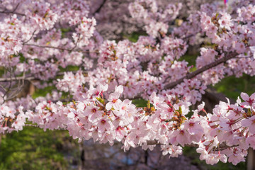 満開の桜　クローズアップ