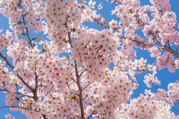 満開の桜　クローズアップ