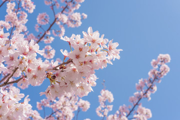 満開の桜　クローズアップ