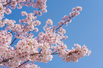満開の桜　クローズアップ