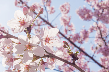 満開の桜　クローズアップ