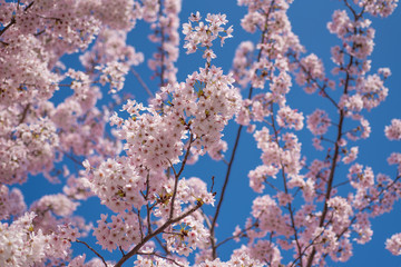満開の桜　クローズアップ