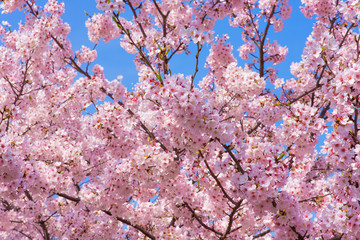 満開の桜　クローズアップ