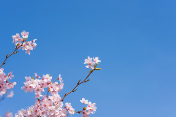 満開の桜　クローズアップ