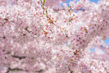 満開の桜　クローズアップ