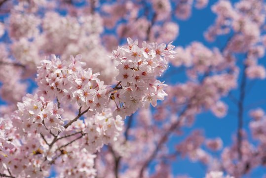 満開の桜　クローズアップ