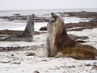 South males fighting Elephant Seal, Mirounga leonina, Cracas Island, Falkland Islands - Malvinas