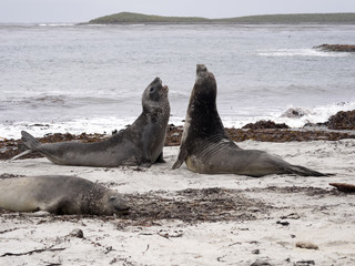 South males fighting Elephant Seal, Mirounga leonina, Cracas Island, Falkland Islands - Malvinas