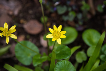 Fototapeta premium ヒメリュウキンカ