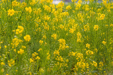 Fototapeta premium 菜の花