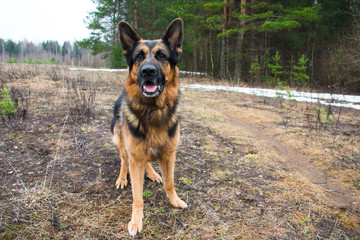 German shepherd dog in a spring day