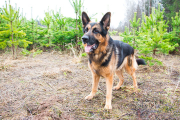 German shepherd dog in a spring day