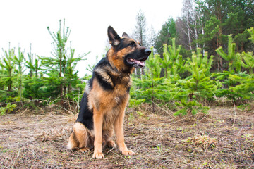 German shepherd dog in a spring day