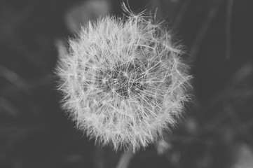 Detail of dandelion with matt effect. Close up shot. Black and white
