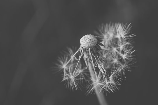 Detail of dandelion with matt effect. Close up shot. Black and white. Space on left side